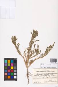 Suaeda prostrata Pall., Eastern Europe, South Ukrainian region (E12) (Ukraine)