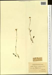 Tephroseris subfrigida (Kom.) Holub, Siberia, Chukotka & Kamchatka (S7) (Russia)