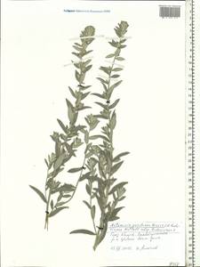 Artemisia ludoviciana subsp. ludoviciana, Eastern Europe, Central region (E4) (Russia)