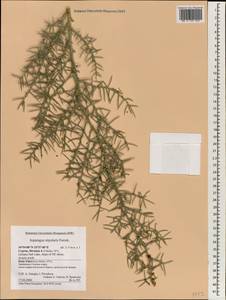 Asparagus horridus L., South Asia, South Asia (Asia outside ex-Soviet states and Mongolia) (ASIA) (Cyprus)