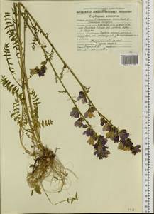 Polemonium caeruleum L., Siberia, Chukotka & Kamchatka (S7) (Russia)