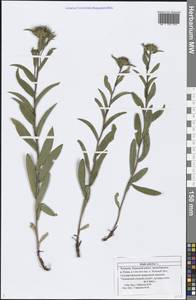 Pentanema salicinum (L.) D. Gut. Larr., Santos-Vicente, Anderb., E. Rico & M. M. Mart. Ort., Eastern Europe, Middle Volga region (E8) (Russia)