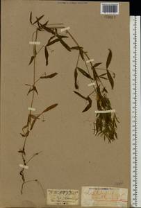 Lathyrus pratensis L., Eastern Europe, Northern region (E1) (Russia)