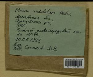 Plagiomnium undulatum (Hedw.) T.J. Kop., Bryophytes, Bryophytes - Moscow City & Moscow Oblast (B6a) (Russia)