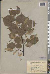 Tilia cordata Mill., Eastern Europe, Central forest-and-steppe region (E6) (Russia)