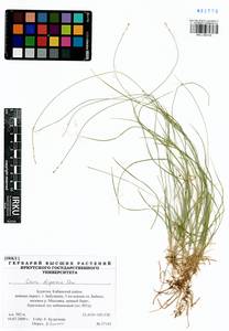 Carex disperma Dewey, Siberia, Baikal & Transbaikal region (S4) (Russia)