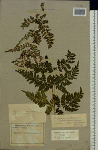 Dryopteris carthusiana (Vill.) H.P.Fuchs, Eastern Europe, Northern region (E1) (Russia)