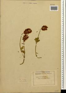 Trifolium ambiguum M.Bieb., Caucasus (no precise locality) (K0)