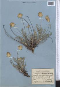 Astragalus schrenkianus Fisch. & Mey., Middle Asia, Dzungarian Alatau & Tarbagatai (M5) (Kazakhstan)
