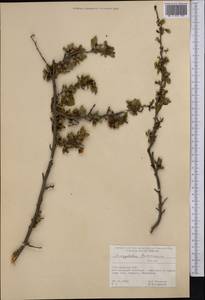 Prunus turcomanica (Lincz.) Kitam., Middle Asia, Kopet Dag, Badkhyz, Small & Great Balkhan (M1) (Turkmenistan)