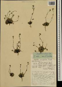 Draba baicalensis Tolm., Mongolia (MONG) (Mongolia)