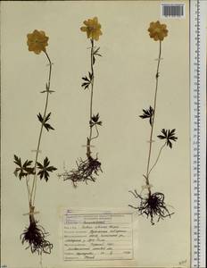 Trollius sibiricus Schipcz., Siberia, Yakutia (S5) (Russia)