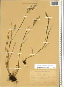 Trisetum flavescens (L.) P.Beauv., Caucasus, Krasnodar Krai & Adygea (K1a) (Russia)