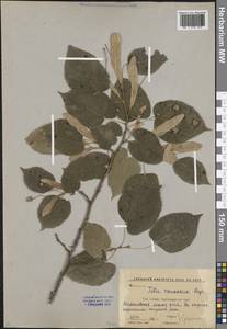 Tilia croizatii Chun & H. D. Wong, Caucasus, Krasnodar Krai & Adygea (K1a) (Russia)