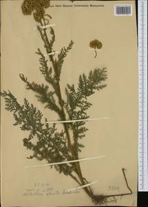 Achillea distans subsp. stricta (Schleich. ex Gremli) Janch., Western Europe (EUR) (Austria)