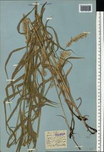 Melica altissima L., Eastern Europe, Eastern region (E10) (Russia)