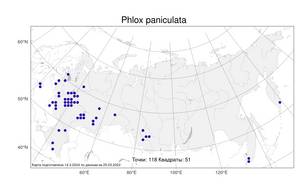 Phlox paniculata L., Atlas of the Russian Flora (FLORUS) (Russia)