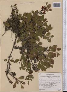 Arctostaphylos rubra (Rehder & E. H. Wilson) Fernald, America (AMER) (United States)