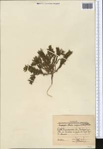 Nonea caspica (Willd.) G.Don, Middle Asia, Muyunkumy, Balkhash & Betpak-Dala (M9) (Kazakhstan)