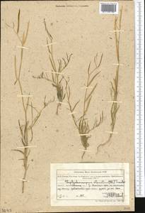 Diptychocarpus strictus (Fisch. ex M.Bieb.) Trautv., Middle Asia, Northern & Central Tian Shan (M4) (Kazakhstan)
