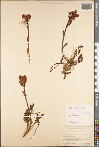Pedicularis rhinanthoides, Middle Asia, Pamir & Pamiro-Alai (M2) (Kyrgyzstan)