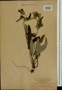 Betonica nivea subsp. nivea, Caucasus, Dagestan (K2) (Russia)