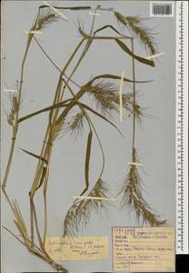 Echinochloa crus-galli (L.) P.Beauv., Caucasus, Black Sea Shore (from Novorossiysk to Adler) (K3) (Russia)