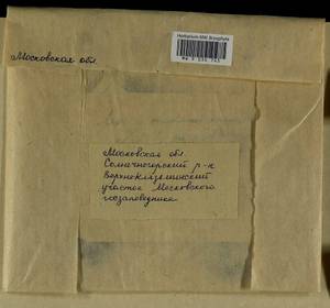 Dicranum scoparium Hedw., Bryophytes, Bryophytes - Moscow City & Moscow Oblast (B6a) (Russia)