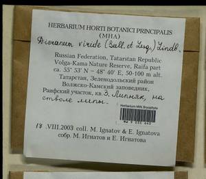 Dicranum viride (Sull. & Lesq.) Lindb., Bryophytes, Bryophytes - Middle Volga (B9) (Russia)