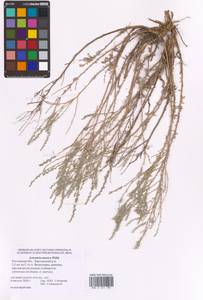 Artemisia taurica Willd., Eastern Europe, Rostov Oblast (E12a) (Russia)