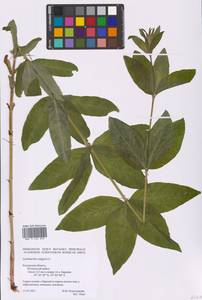 Lysimachia vulgaris L., Eastern Europe, Central region (E4) (Russia)