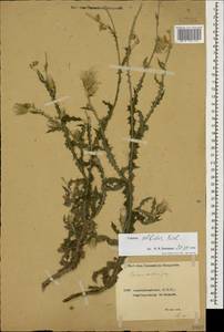 Carduus pycnocephalus subsp. albidus (M. Bieb.) Kazmi, Caucasus, Azerbaijan (K6) (Azerbaijan)