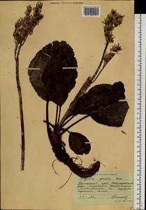 Bergenia crassifolia (L.) Fritsch, Siberia, Russian Far East (S6) (Russia)