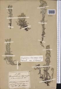 Gnaphalium uliginosum L., Siberia, Russian Far East (S6) (Russia)