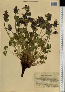 Dracocephalum imberbe Bunge, Siberia, Altai & Sayany Mountains (S2) (Russia)