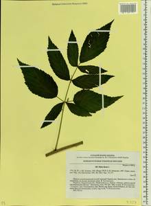 Rubus idaeus L., Eastern Europe, West Ukrainian region (E13) (Ukraine)