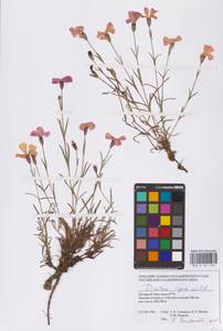 Dianthus repens Willd., Siberia, Western Siberia (S1) (Russia)