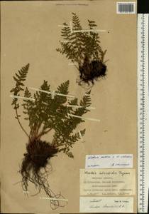 Woodsia asiatica × calcarea, Siberia, Russian Far East (S6) (Russia)