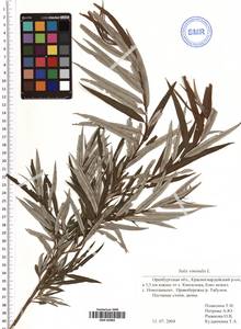 Salix viminalis L., Eastern Europe, Eastern region (E10) (Russia)