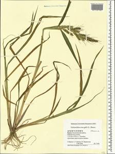 Echinochloa crus-galli (L.) P.Beauv., Crimea (KRYM) (Russia)