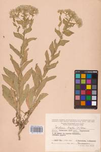 Lepidium draba L., Eastern Europe, Lower Volga region (E9) (Russia)