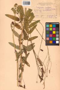 Poterium tenuifolium (Fisch. ex Link) Franch. & Sav., Siberia, Russian Far East (S6) (Russia)