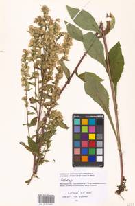 Solidago, Eastern Europe, Moscow region (E4a) (Russia)