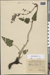 Salvia pratensis L., Eastern Europe, Central forest-and-steppe region (E6) (Russia)
