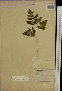 Gymnocarpium dryopteris (L.) Newman, Eastern Europe, Northern region (E1) (Russia)