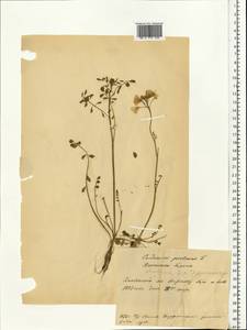 Cardamine pratensis L., Eastern Europe, Belarus (E3a) (Belarus)