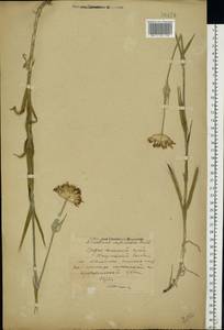 Dianthus capitatus subsp. andrzejowskianus Zapal., Eastern Europe, Middle Volga region (E8) (Russia)