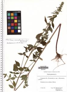 Chaiturus marrubiastrum (L.) Ehrh. ex Rchb., Eastern Europe, Middle Volga region (E8) (Russia)