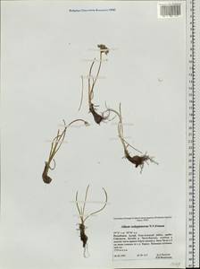 Allium vodopjanovae N.Friesen, Siberia, Altai & Sayany Mountains (S2) (Russia)