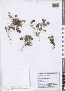 Thymus reverdattoanus Serg., Siberia, Central Siberia (S3) (Russia)